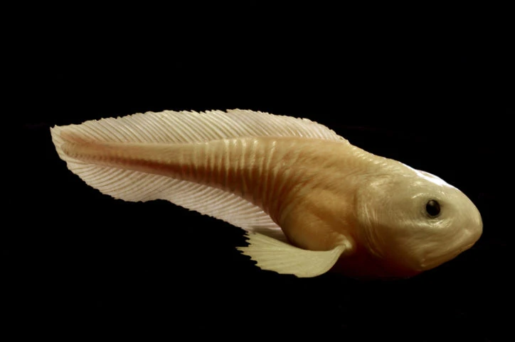Hadal Snailfish