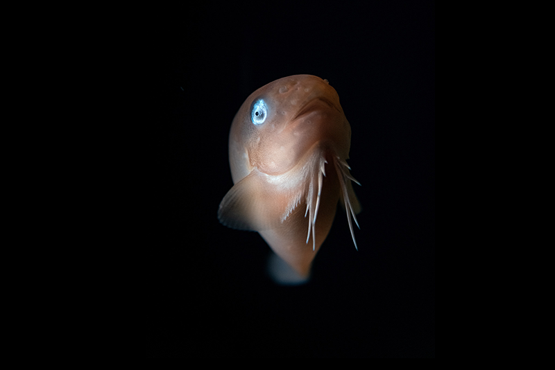 Snailfish