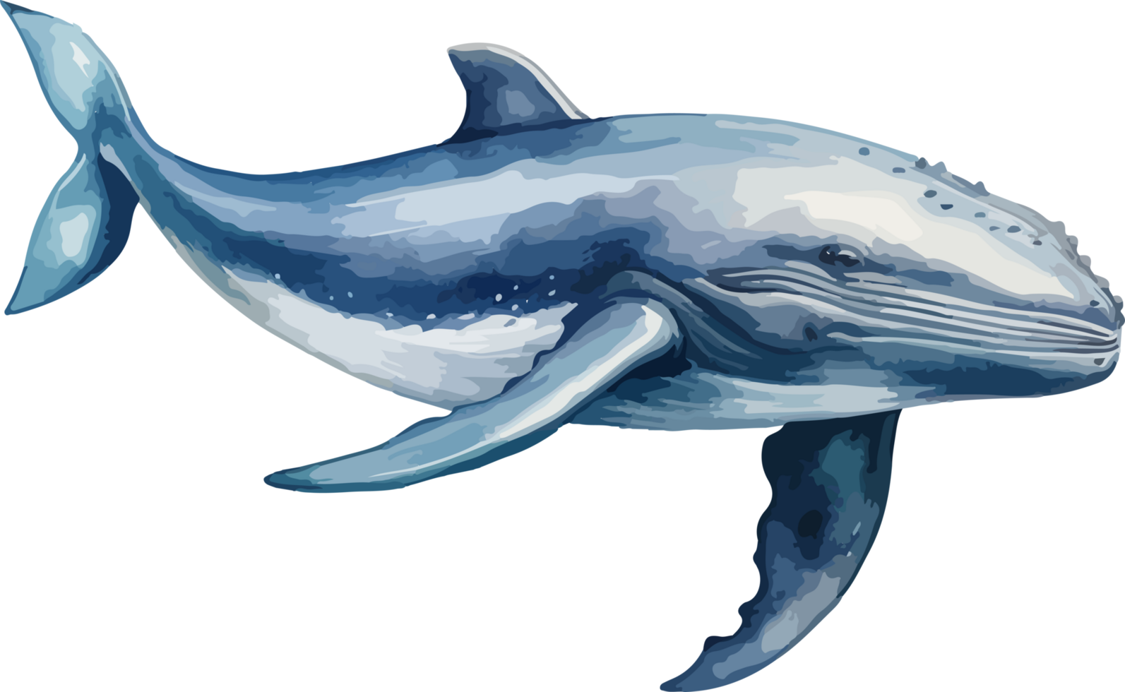 Whale